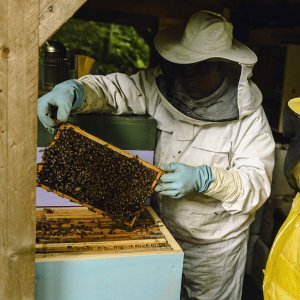 Golden Honey Harvest at the Garden of Adin Fine Vintage and Antique Jewellery